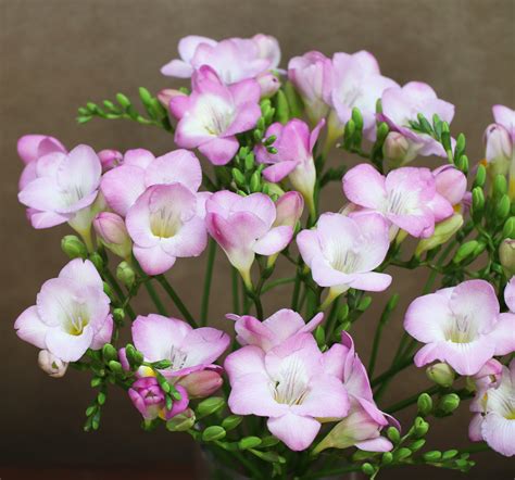 Scented Garden : Freesia .